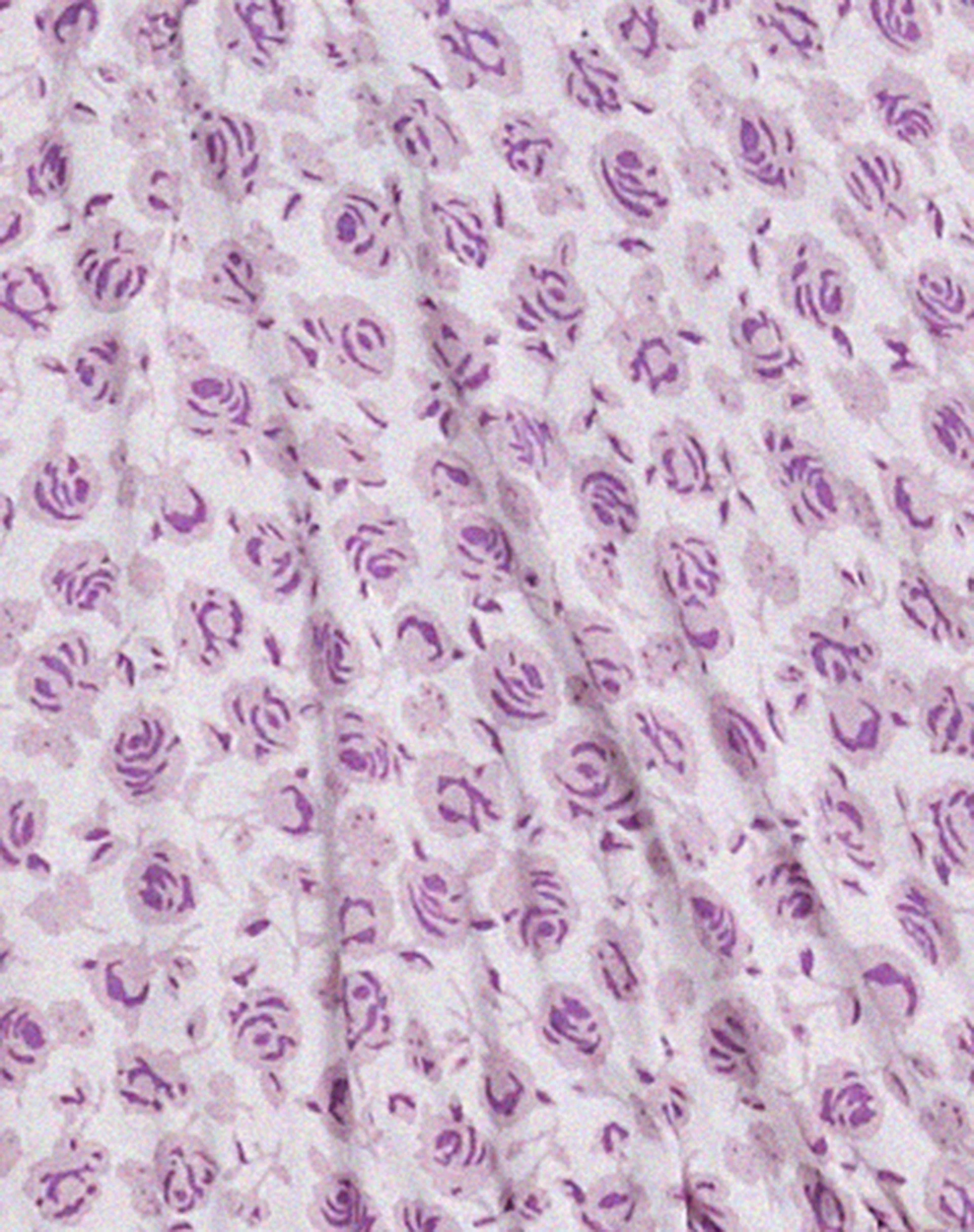 Jiena Crop Top in Ditsy Rose Lilac - Image 7