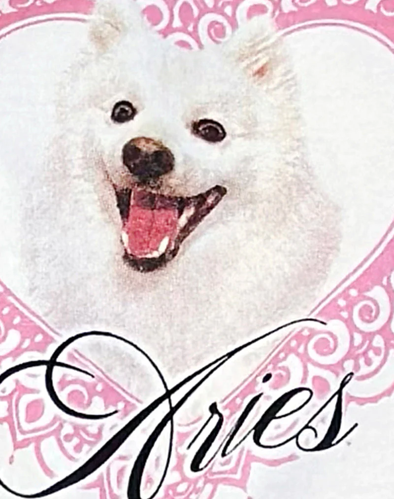 Oversize Basic Tee in White with Aries Motel Pet Print - Image 6