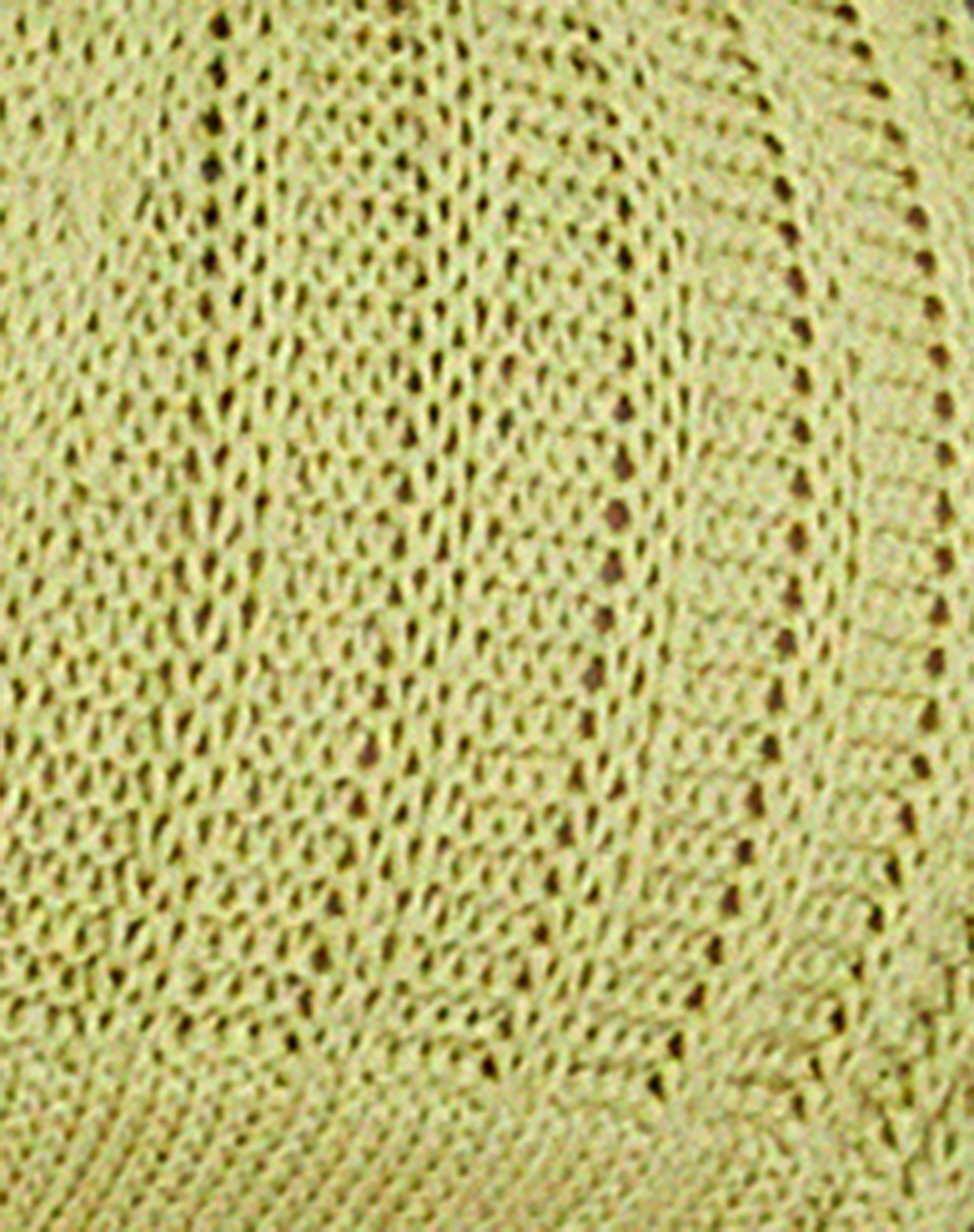Rupa Crop Top in Lime - Image 7